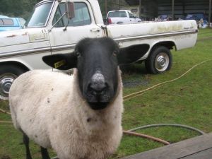 Photo of a Ewe